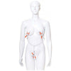 Icon Brands The Nines Triple Pleasure Nipple & Clitoral Clamps Chain - Model XYZ - Women's Silver & Orange Metal BDSM Toy
